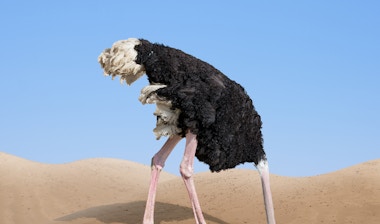 An Ostrich sticking its head in the sand.