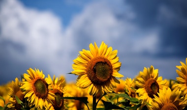 Image of sunflowers.